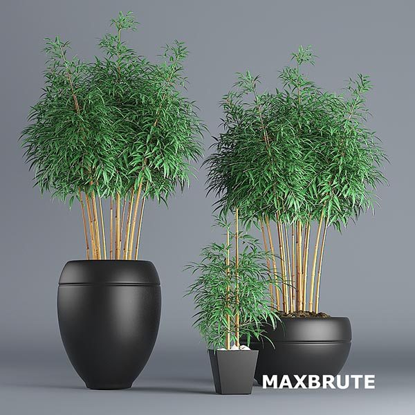 3dSkyHost: Plant maxbrute 15 - 3dmax - 3d Module