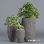 Plant maxbrute -3dmax – Cây trang trí #5