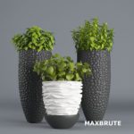 Plant maxbrute -3dmax – Cây trang trí #4