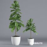Plant maxbrute -3dmax – chậu cây #6