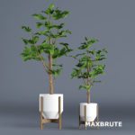 Plant maxbrute -3dmax – cây trang trí #10