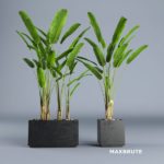 cây trang trí Plant #13 – Maxbrute