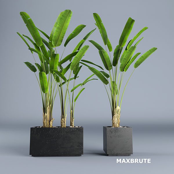 3dSkyHost: Plant maxbrute 13 - 3dmax - 3d Module