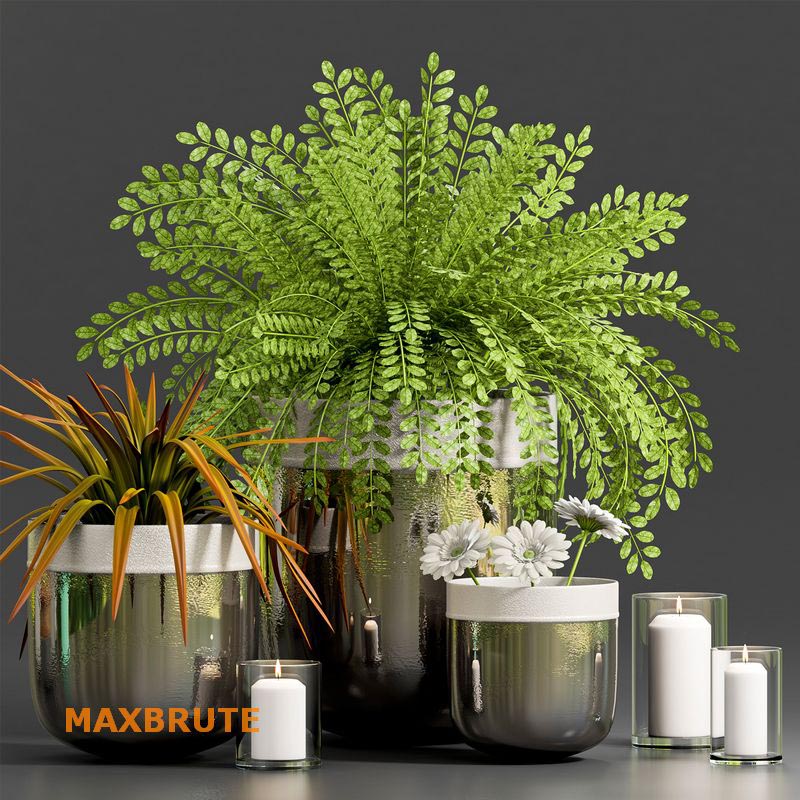 3dSkyHost: DECORATIVE PLANT WITH GERBERA FLOWER MAXBRUTE