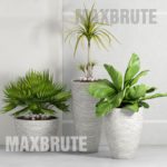 PLANT MAXBRUTE  pro(20)