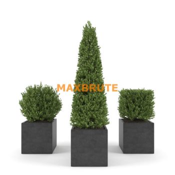 PLANT MAXBRUTE (18) cây