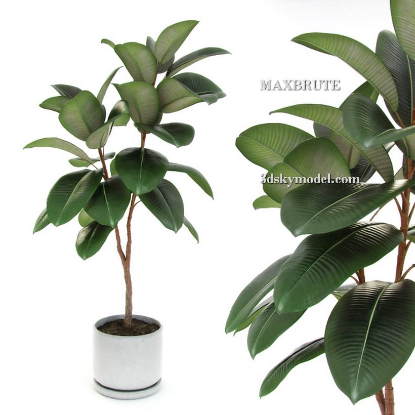 3dSkyHost: Plant 3dsmax 3dmodel Maxbrute 27