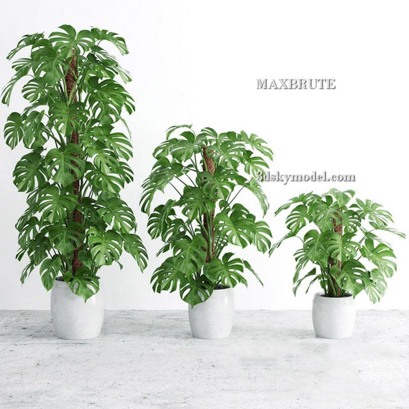 3dSkyHost: Plant 3dsmax 3dmodel Maxbrute 35