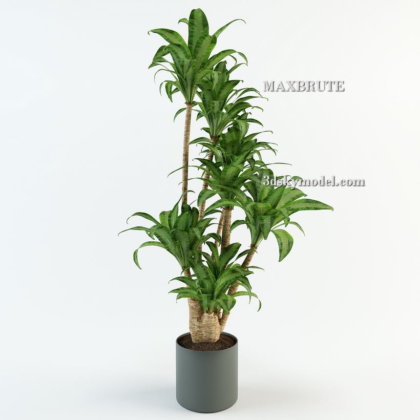3dSkyHost: Plant 3dsmax 3dmodel Maxbrute 37