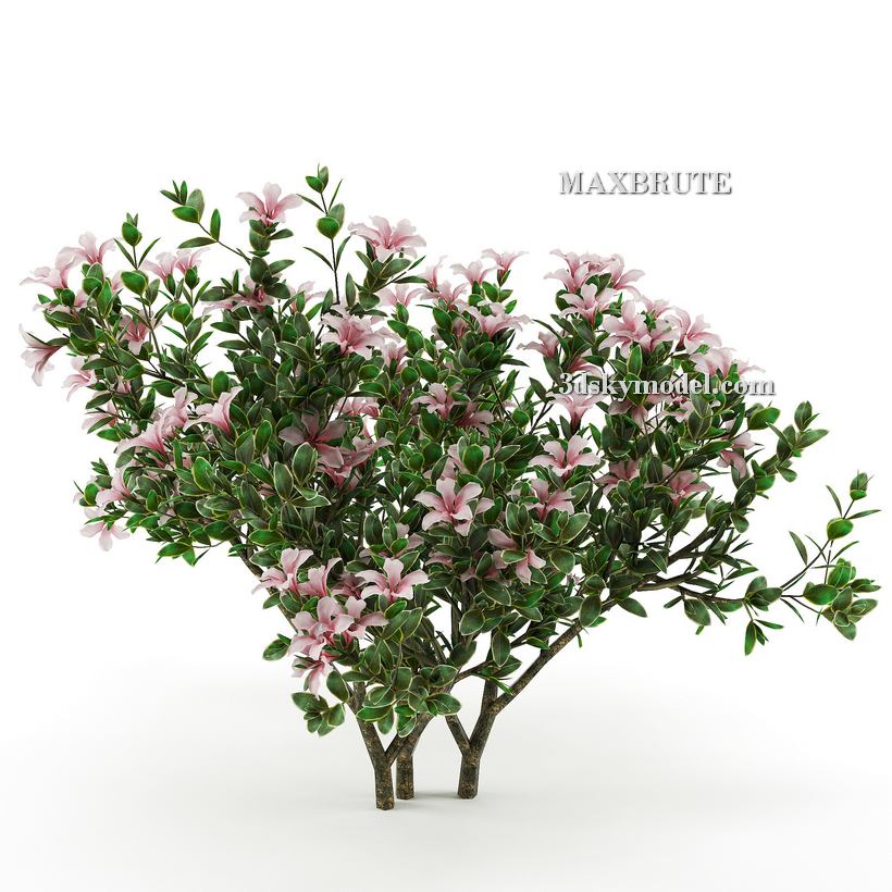 3dSkyHost: Plant 3dsmax 3dmodel Maxbrute 64