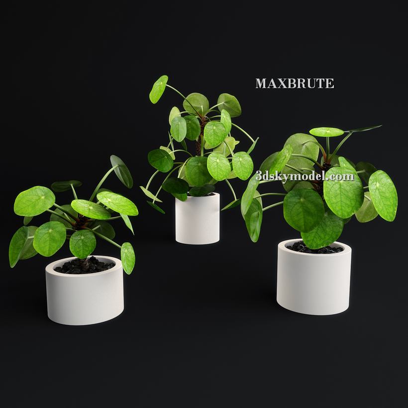 3dSkyHost: Plant 3dsmax 3dmodel Maxbrute 67