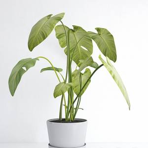 Plant 3dskymodel -Download 3dmodel- Free 3d Models   286
