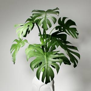 Plant 3dskymodel -Download 3dmodel- Free 3d Models   291