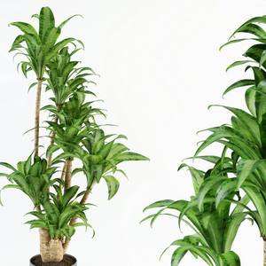 Plant 3dskymodel -Download 3dmodel- Free 3d Models   337