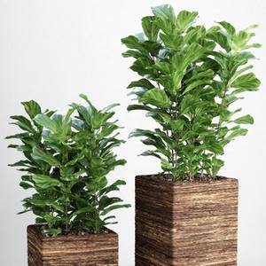 Plant 3dskymodel -Download 3dmodel- Free 3d Models   401