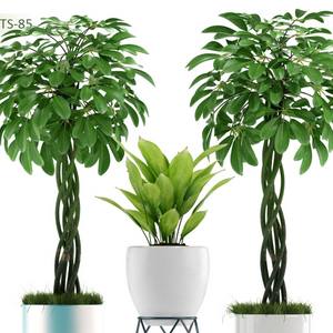 Plant 3dskymodel -Download 3dmodel- Free 3d Models   579