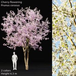 Prunus cerasus 3d model Download Maxbrute Furniture Visualization
