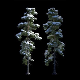 Big pine in the snow 3d model Download Maxbrute Furniture Visualization